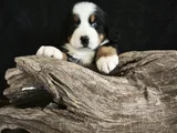 BERNESE MOUNTAİN DOG YAVRULARİ