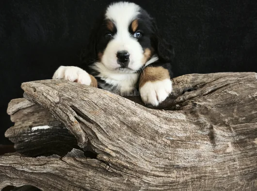 Bernese Mountai̇n Dog Yavrulari̇