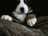 Bernese Mountai̇n Dog Yavrulari̇