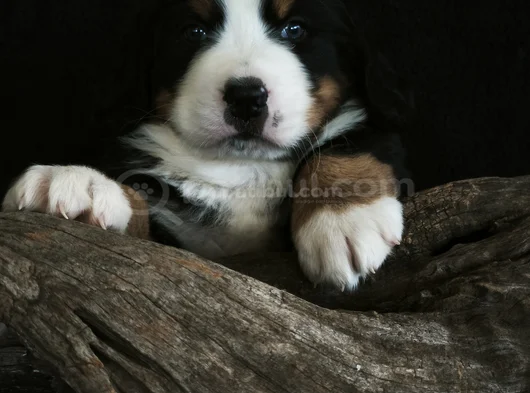 Bernese Mountai̇n Dog Yavrulari̇ görsel