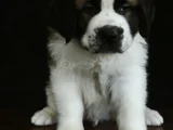 Devasa Köpek Sai̇nt Bernard Yavrular