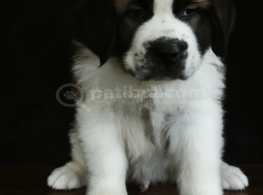 Devasa Köpek Sai̇nt Bernard Yavrular görsel