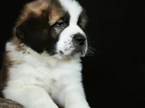 DEVASA KÖPEK SAİNT BERNARD YAVRULAR