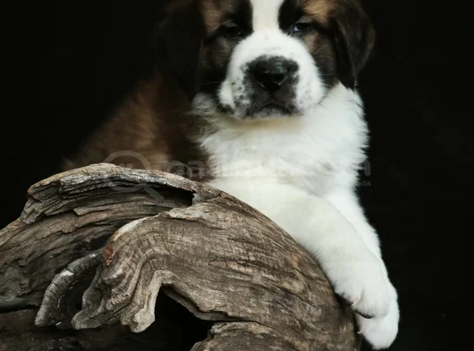 Devasa Köpek Sai̇nt Bernard Yavrular görsel