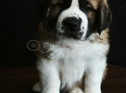 Devasa Köpek Sai̇nt Bernard Yavrular görsel