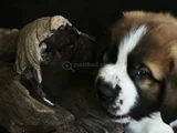 Devasa Köpek Sai̇nt Bernard Yavrular