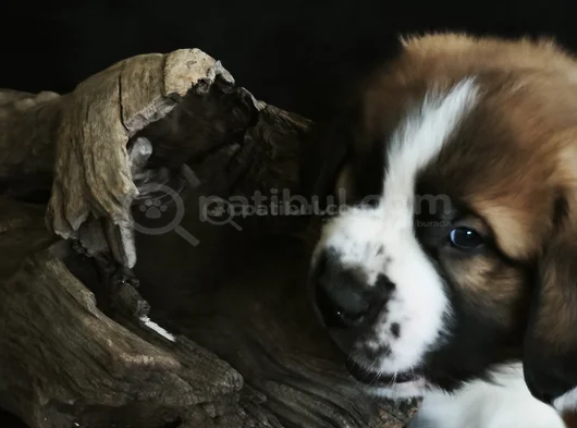 Devasa Köpek Sai̇nt Bernard Yavrular görsel