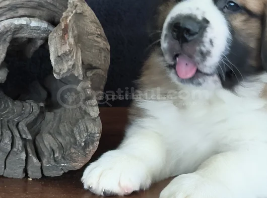 Devasa Köpek Sai̇nt Bernard Yavrular görsel