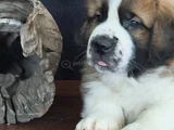 Devasa Köpek Sai̇nt Bernard Yavrular