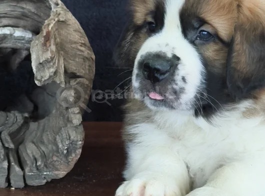 Devasa Köpek Sai̇nt Bernard Yavrular görsel