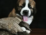 Devasa Köpek Sai̇nt Bernard Yavrular