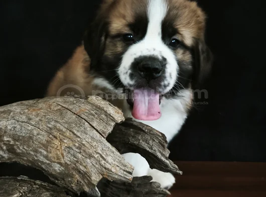 Devasa Köpek Sai̇nt Bernard Yavrular görsel