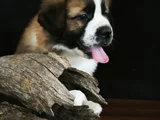 Devasa Köpek Sai̇nt Bernard Yavrular