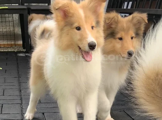 Safkan Rough Collie - Lassie Yavrular görsel