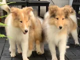 Safkan Rough Collie - Lassie Yavrular