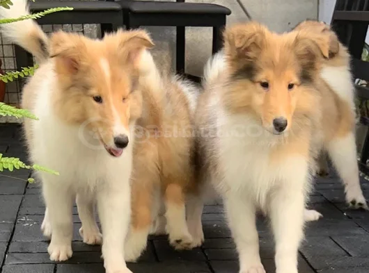 Safkan Rough Collie - Lassie Yavrular