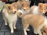 Safkan Rough Collie - Lassie Yavrular
