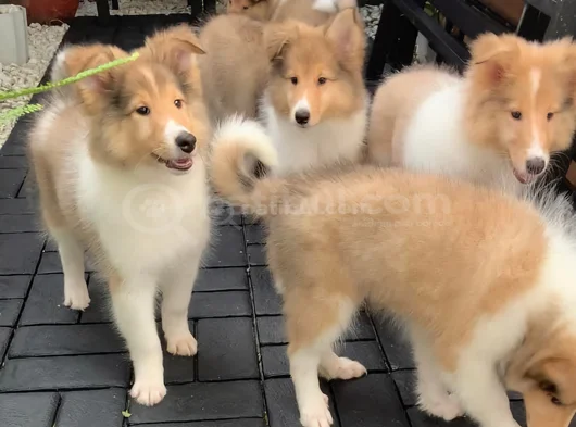 Safkan Rough Collie - Lassie Yavrular görsel