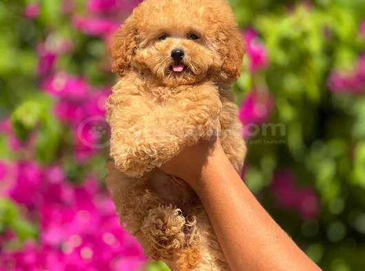 Orjinal Toy Poodle