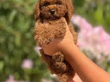 Orjinal Toy Poodle