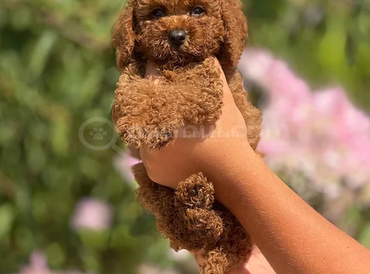 Orjinal Toy Poodle görsel