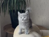 AŞIRI GÜZEL SURAT BRİTİSH SHORTHAİR YAVRUM