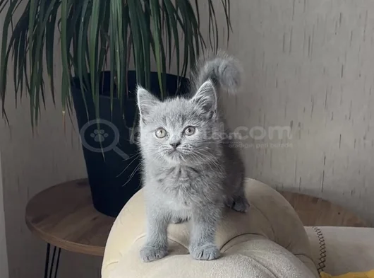 Aşiri Güzel Surat Bri̇ti̇sh Shorthai̇r Yavrum