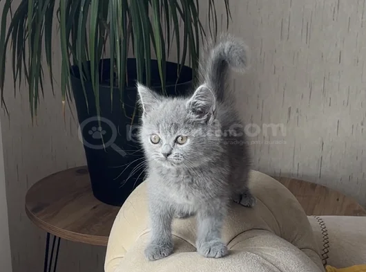 Aşiri Güzel Surat Bri̇ti̇sh Shorthai̇r Yavrum görsel