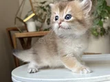 Safkan Secereli British Longhair Disi