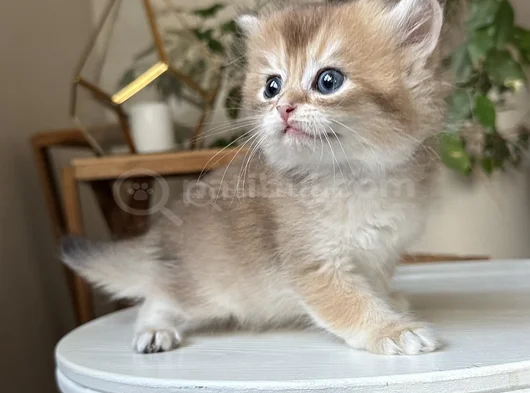 Safkan Secereli British Longhair Disi görsel