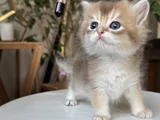Safkan Secereli British Longhair Disi