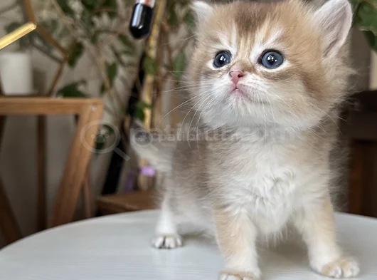 Safkan Secereli British Longhair Disi görsel