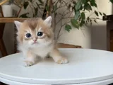 Safkan Secereli British Longhair Disi