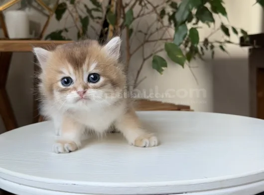 Safkan Secereli British Longhair Disi görsel