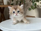 SAFKAN SECERELI BRITISH LONGHAIR DISI