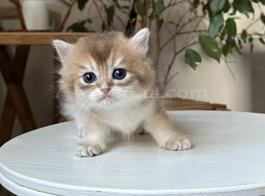 Safkan Secereli British Longhair Disi