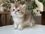 Safkan Secereli British Longhair Disi