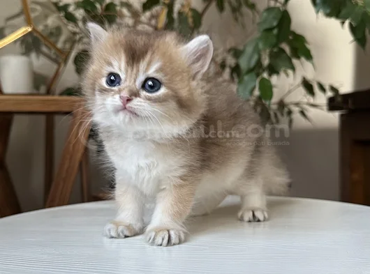 Safkan Secereli British Longhair Disi görsel