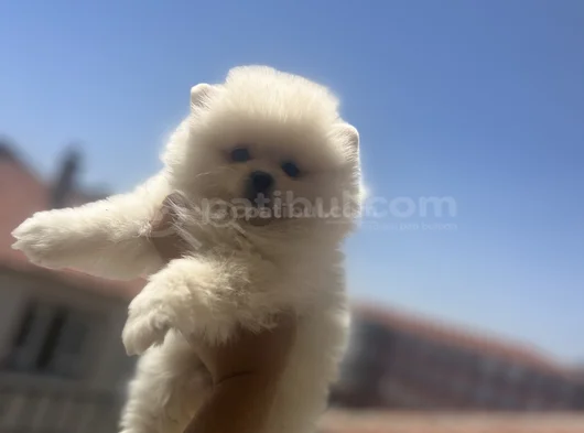 Safkan Ve Irk Garantili Yavrularımız