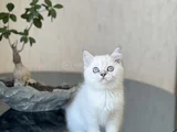 SAFKAN HARİKA KALİTE BRİTİSH SHORTHAİR SİLVER POİNT