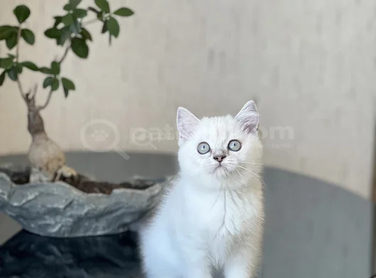 Safkan Hari̇ka Kali̇te Bri̇ti̇sh Shorthai̇r Si̇lver Poi̇nt