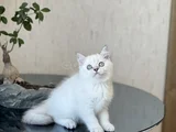 Safkan Hari̇ka Kali̇te Bri̇ti̇sh Shorthai̇r Si̇lver Poi̇nt