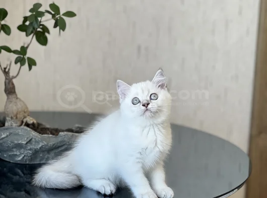 Safkan Hari̇ka Kali̇te Bri̇ti̇sh Shorthai̇r Si̇lver Poi̇nt görsel