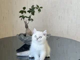 Safkan Hari̇ka Kali̇te Bri̇ti̇sh Shorthai̇r Si̇lver Poi̇nt