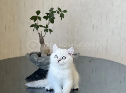 Safkan Hari̇ka Kali̇te Bri̇ti̇sh Shorthai̇r Si̇lver Poi̇nt görsel