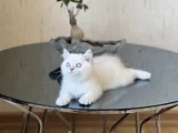 Safkan Hari̇ka Kali̇te Bri̇ti̇sh Shorthai̇r Si̇lver Poi̇nt
