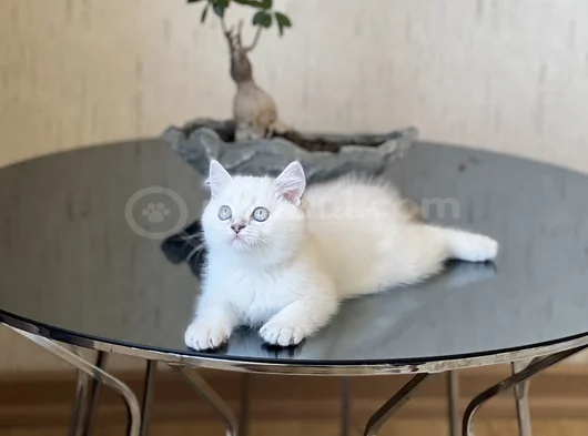 Safkan Hari̇ka Kali̇te Bri̇ti̇sh Shorthai̇r Si̇lver Poi̇nt görsel