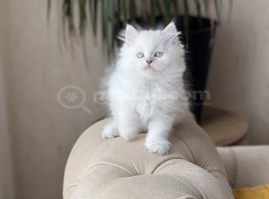Irkinin En İyi̇si̇ Bi̇blo Bri̇ti̇sh Blue Poi̇nt Longhai̇r görsel