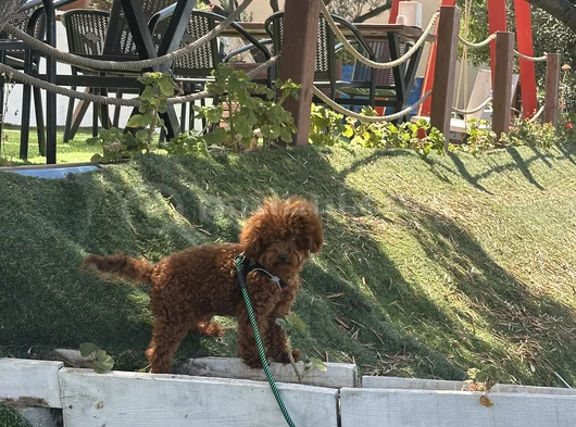 Eşleme İçin Uygun Dişiler Aranıyor görsel