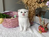 Sağlıklı Oyuncu Sevimli Ev Ortamından